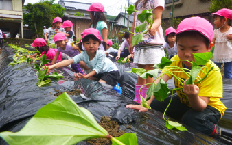 さつまいもの苗植え